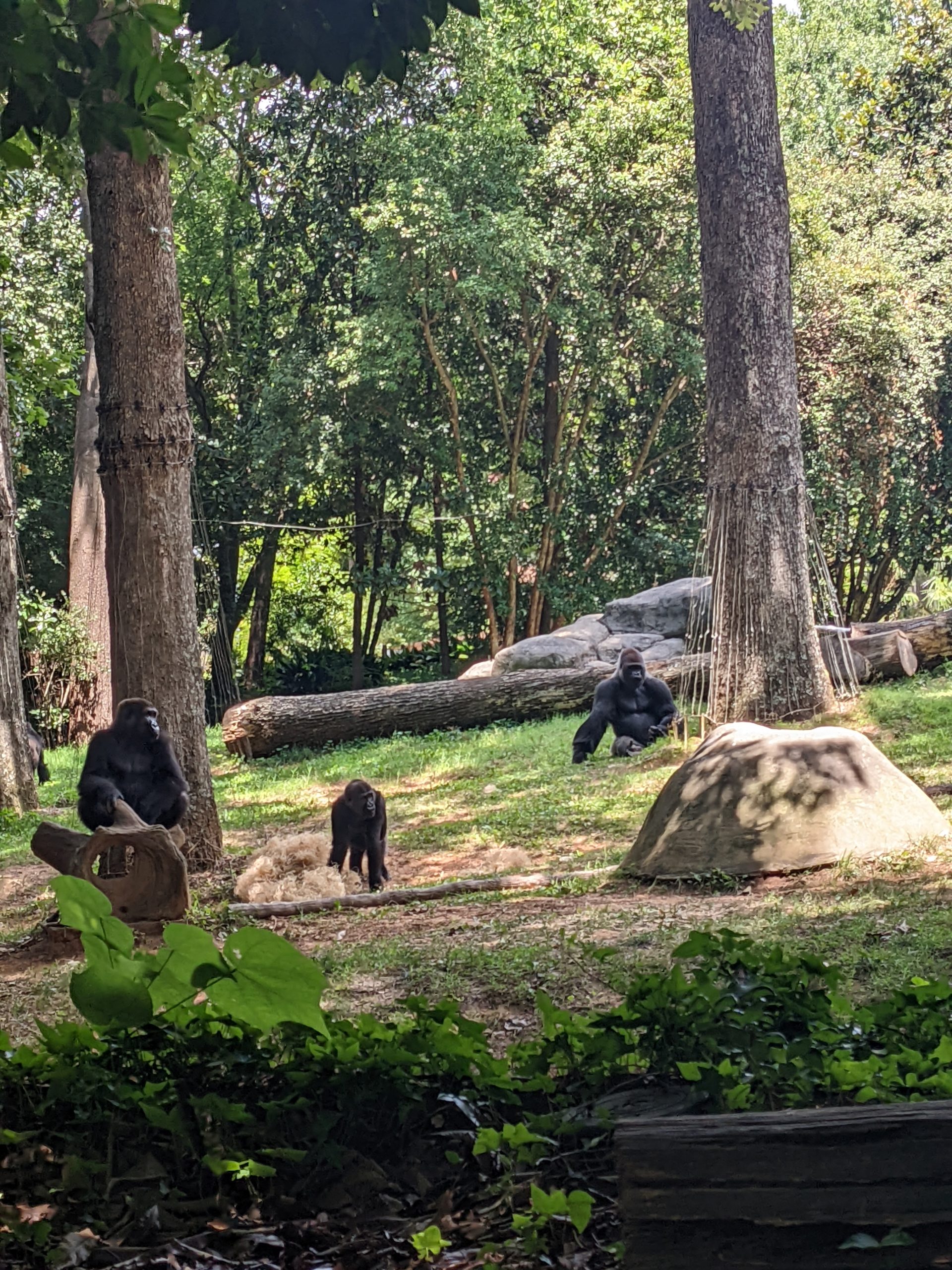 A family group of gorillas (three pictured) sitting in a grassy habitat with some large trees and rocks.